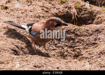Une photographie d'un Eurasion, Jay Garrulus glandarius Banque D'Images
