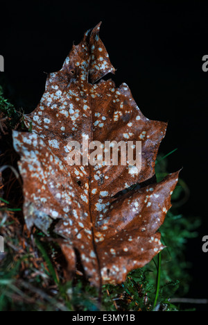 Un gros plan d'une feuille morte sur le plancher de Gisburn Forest, Lancashire, Angleterre Banque D'Images