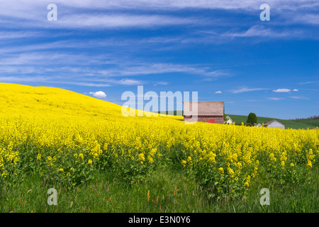 Pays palousienne, Latah Comté, ID : grange rouge à flanc de champ de canola floraison jaune Banque D'Images