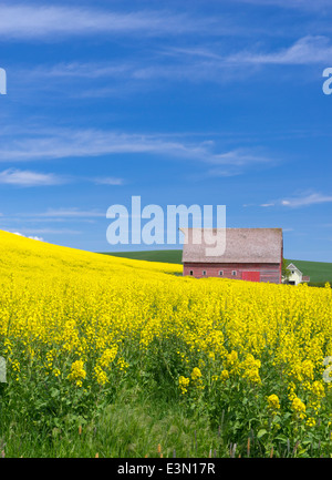 Pays palousienne, Latah Comté, ID : grange rouge à flanc de champ de canola floraison jaune Banque D'Images