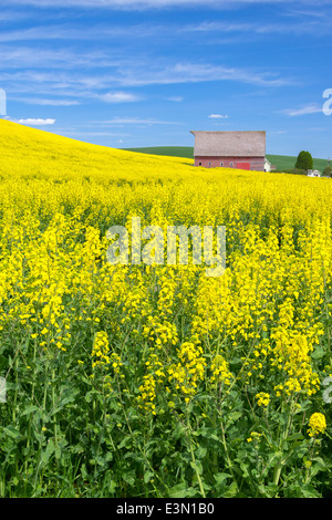 Pays palousienne, Latah Comté, ID : grange rouge à flanc de champ de canola floraison jaune Banque D'Images