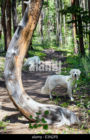 Deux chiens Golden Retriever de couleur platine sur un sentier de montagne. Banque D'Images