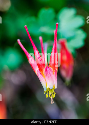 Aquilegia ancolie rouge de l'Ouest ; elegantula ; Helleboraceae ; ; ; l'hellébore Ranunculaceae Renoncule ; en pleine floraison, le centre du Colorado Banque D'Images