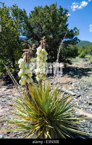 Yucca plante en pleine floraison, peu Rainbow Trail, Salida, Colorado, USA Banque D'Images