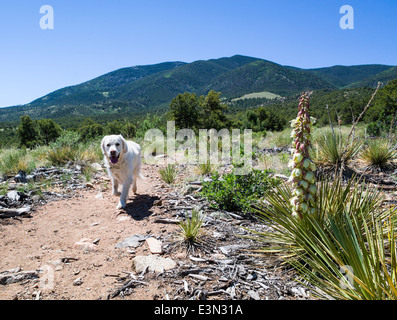 Couleur platine Golden Retriever dog fonctionnant sur un sentier de montagne au-delà d'un yucca. Banque D'Images