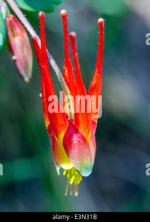 Aquilegia ancolie rouge de l'Ouest ; elegantula ; Helleboraceae ; ; ; l'hellébore Ranunculaceae Renoncule ; en pleine floraison, le centre du Colorado Banque D'Images