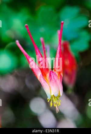 Aquilegia ancolie rouge de l'Ouest ; elegantula ; Helleboraceae ; ; ; l'hellébore Ranunculaceae Renoncule ; en pleine floraison, le centre du Colorado Banque D'Images