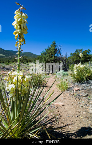 Yucca plante en pleine floraison, peu Rainbow Trail, Salida, Colorado, USA Banque D'Images
