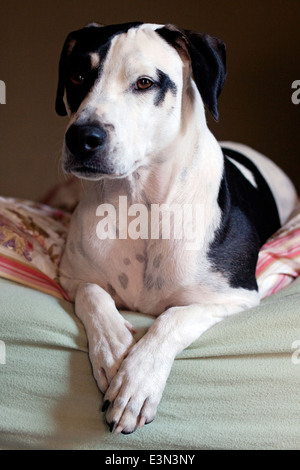 Dalmatien mâle/Pointeur croix, assis sur son lit du propriétaire Banque D'Images