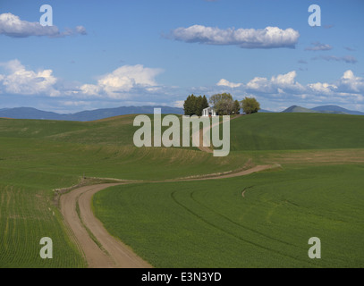 La Palouse, Whitman Comté, WA : hangar agricole avec des arbres sur une colline au-dessus des champs de blé et de chemin de terre en courbe Banque D'Images