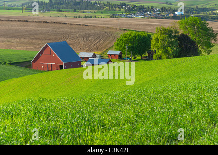 La Palouse, Whitman Comté, WA : grange rouge et les bâtiments de ferme parmi des champs de blé près de Colfax Banque D'Images