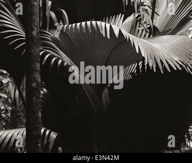 Coco de Mer palm sur l'île de Praslin, dans l'Océan Indien. Ce palmier produit la plus grosse graine d'une plante dans le monde. Banque D'Images