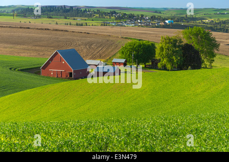 La Palouse, Whitman Comté, WA : grange rouge et les bâtiments de ferme parmi des champs de blé près de Colfax Banque D'Images