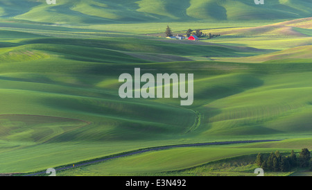 La Palouse, Whitman Comté, WA : site ferme isolée parmi des champs de blé Banque D'Images