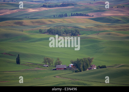 Belle scène de pays d'Amérique du cœur, la région d'élevage de la Palouse dans l'État de Washington et en Idaho. Banque D'Images