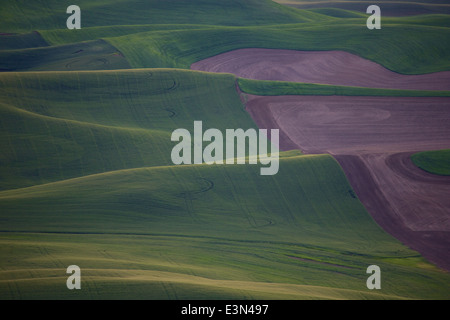 Belle scène de pays d'Amérique du cœur, la région d'élevage de la Palouse dans l'État de Washington et en Idaho. Banque D'Images