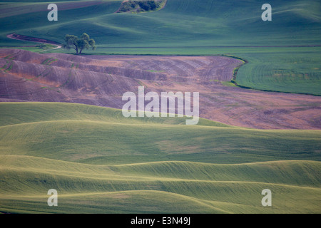 Belle scène de pays d'Amérique du cœur, la région d'élevage de la Palouse dans l'État de Washington et en Idaho. Banque D'Images