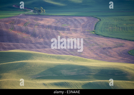 Belle scène de pays d'Amérique du cœur, la région d'élevage de la Palouse dans l'État de Washington et en Idaho. Banque D'Images