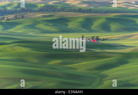 La Palouse, Whitman Comté, WA : site ferme isolée parmi des champs de blé Banque D'Images