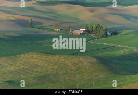 La Palouse, Whitman Comté, WA : site ferme isolée parmi des champs de blé Banque D'Images