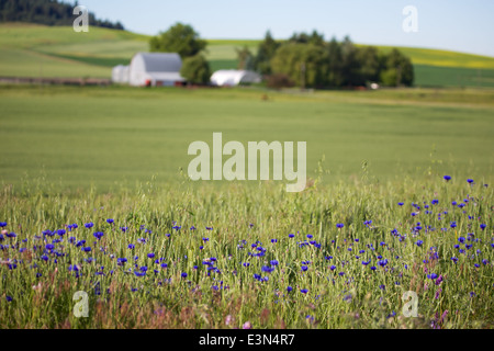 Belle scène de pays d'Amérique du cœur, la région d'élevage de la Palouse dans l'État de Washington et en Idaho. Banque D'Images