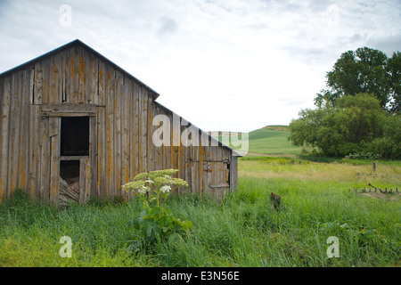 Belle scène de pays d'Amérique du cœur, la région d'élevage de la Palouse dans l'État de Washington et en Idaho. Banque D'Images