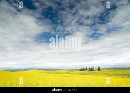 Belle scène de pays d'Amérique du cœur, la région d'élevage de la Palouse dans l'État de Washington et en Idaho. Banque D'Images