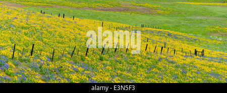 Columbia Hills State Park, Washington : ligne de clôture entre les collines de lupin et deltoïdes Banque D'Images