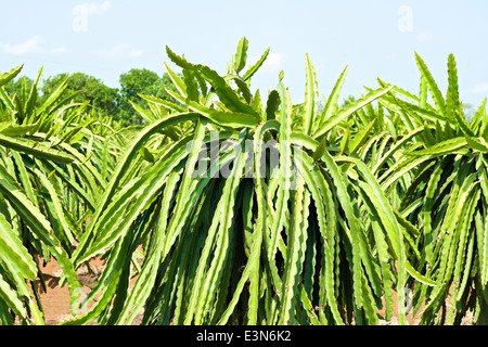 Pitahayas Dragon fruit plantation au Vietnam Banque D'Images