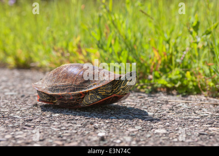 Tortue peinte sur sentier de marche. Banque D'Images