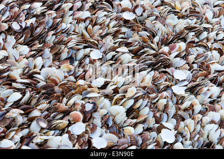 Des coquillages sur la plage, Port en Bessin, Normandie, France Banque D'Images