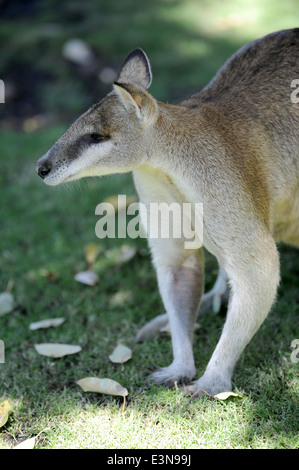 Un gros plan d'un wallaby australien Banque D'Images