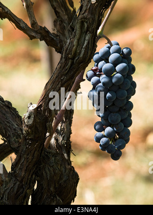 Les grandes grappes de raisin à vin rouge suspendu à une vieille vigne dans la lumière de l'après-midi chaud Banque D'Images