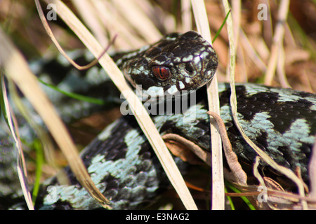 Homme politique européenne adder (vipera berus) en couleur bleu en phase de préparation pour attirer un compagnon, UK - printemps Banque D'Images