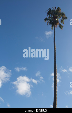 Low angle view of palm tree against sky Banque D'Images