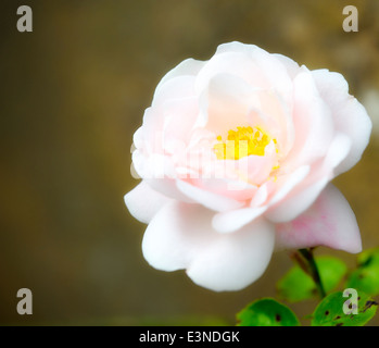 1 rose rose avec une lueur rêveuse filtre appliqué dans le traitement Banque D'Images