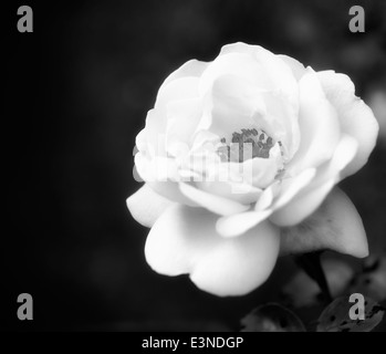 1 rose rose avec une lueur rêveuse filtre appliqué dans le traitement noir et blanc Banque D'Images