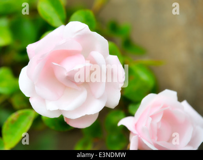 2 roses rose avec une lueur rêveuse filtre appliqué dans le traitement Banque D'Images