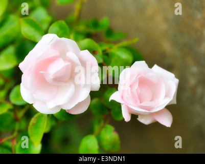 2 roses rose avec une lueur rêveuse filtre appliqué dans le traitement Banque D'Images