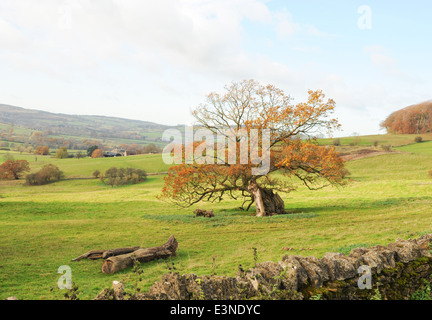 Arbre isolé dans un champ près de Winchcombe dans les Cotswolds, Gloucestershire, England, UK Banque D'Images