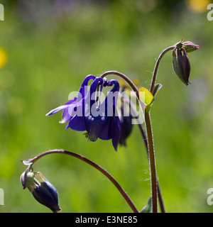 Close-up de l'ancolie (Aquilegia vulgaris) Banque D'Images