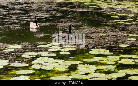 Deux des oies sur les étangs, Keston Bromley, Kent. Banque D'Images