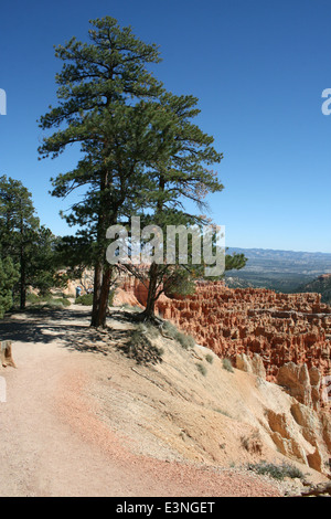 Baum suis Bryce Canyon Banque D'Images