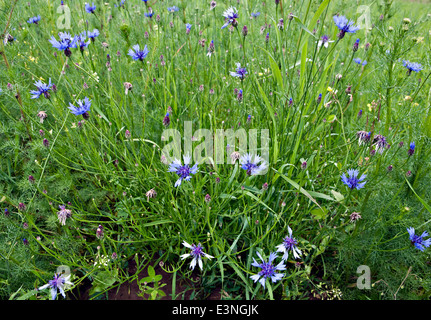 Centaurea cyanus, communément connu sous le nom de bleuet, baccalauréat, bouton, fleur bleue, boutonnière, hurtsickle ou cyani flower Banque D'Images