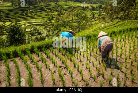 Les agricultrices travaillant dans des rizières en terrasse de Bali, Indonésie, Tegallalang Banque D'Images