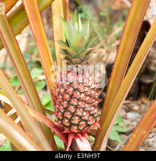 La culture de fruits tropicaux ananas dans une ferme Banque D'Images