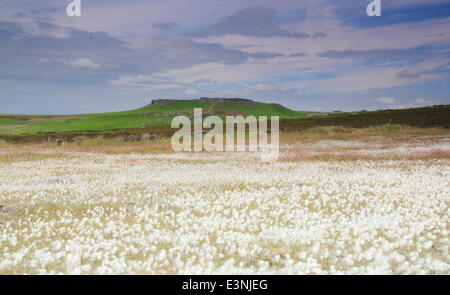 Peak District, South Yorkshire, UK. 26 juin 2014. Sur une journée chaude et ensoleillée, dérives de pur coton blanc comme neige apparaissent d'herbe qu'ils sont secoués par une brise marine sur Burbage Moor dans le Peak District National Park près de Sheffield. La météo au Royaume-Uni est situé à rester sec et lumineux pour la plupart des régions aujourd'hui avec une douche puissante potentiellement rouler dans le sud-ouest plus tard. Credit : Matthew Taylor/Alamy Live News Banque D'Images