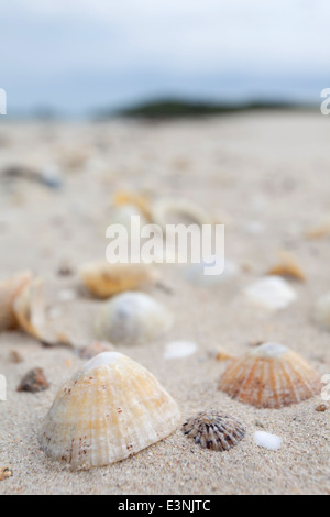 Herm Channel Islands, coquilles de patelles sur "shell beach' Banque D'Images