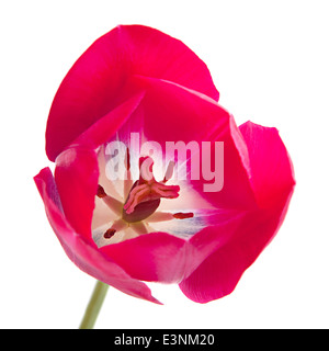 Tulipe rose isolé sur fond blanc Banque D'Images