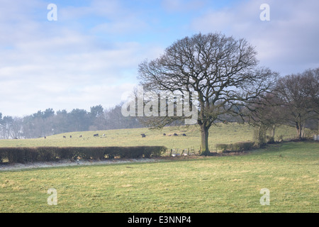 Frosty foggy field, clôtures et arbres. le pâturage des moutons noirs. Le Shropshire en Angleterre. Banque D'Images